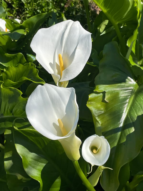 Morning scenes captured in Gagra: architecture and blooming lilies