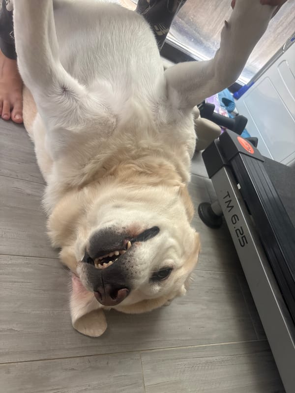 Labrador fully relaxed on the floor, multiple angles