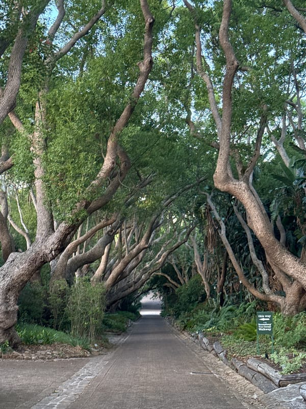 Cape Town garden pathways captured by visitors