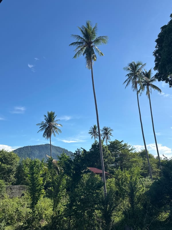 Lazy tropical morning in Baan Mae Nam — palms, flowers, and a ginger cat