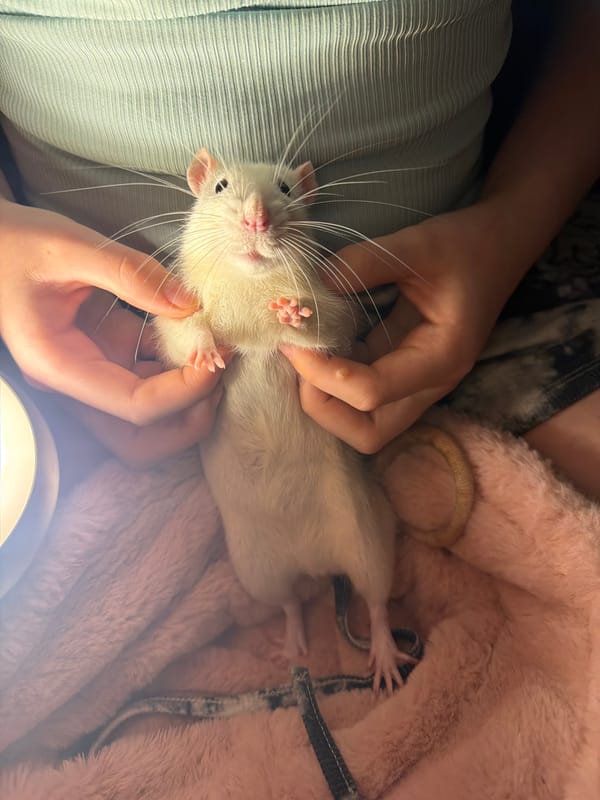 Child with rash and pet rats documented in Markovo