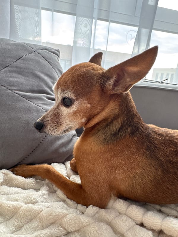 Cozy home vibes: sleepy dogs, nail art, and indoor decor