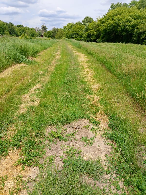 Morning countryside walk documented through 30 sequential landscape memories