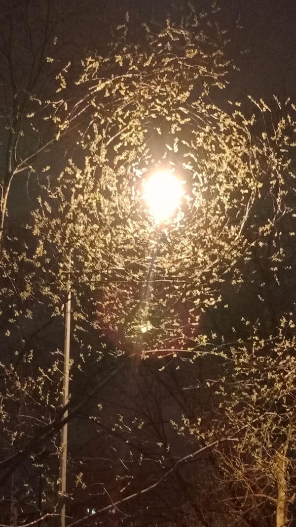 Spring evening streetlight illuminates budding trees in Moscow