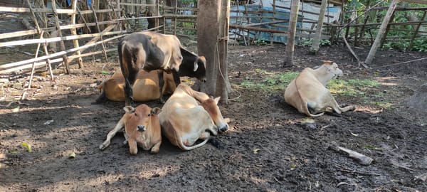 Cattle and lush variegated plants at a rural Payakumbuh property