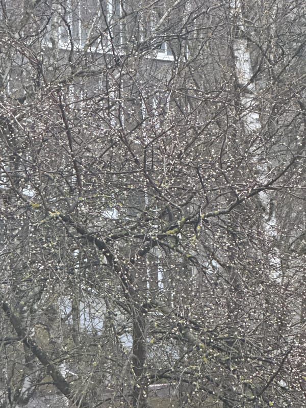 Spring buds emerge under overcast Moscow skies near university