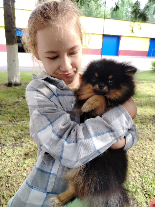 Dogs relaxing and being cared for in Prokopyevsk