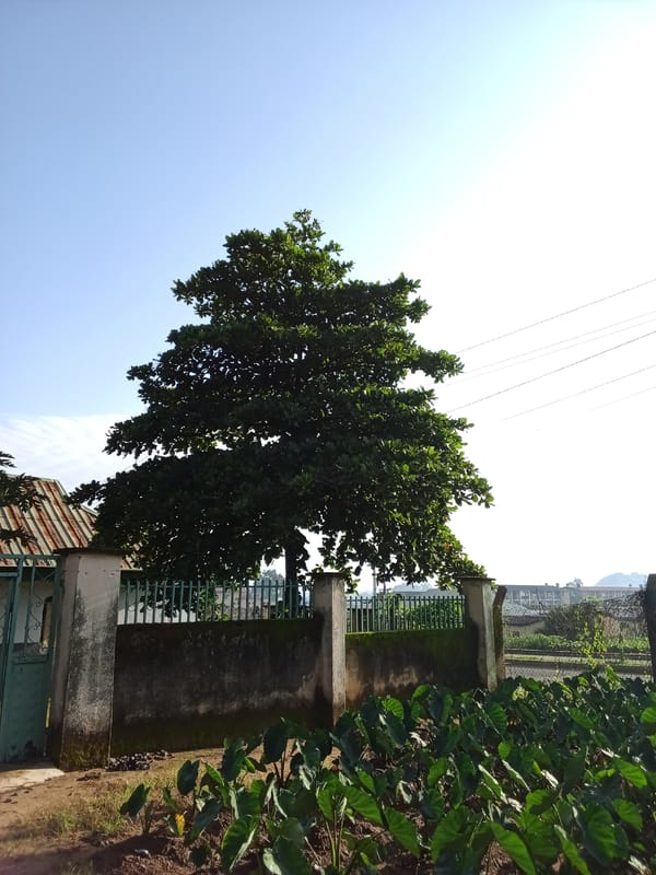 Grounds and greenery at a Jos compound, morning light