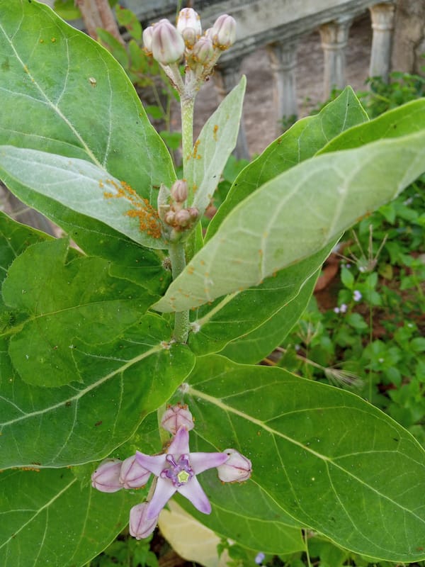 Midnight botanical documentation captures diverse flora in Lhokseumawe, Indonesia