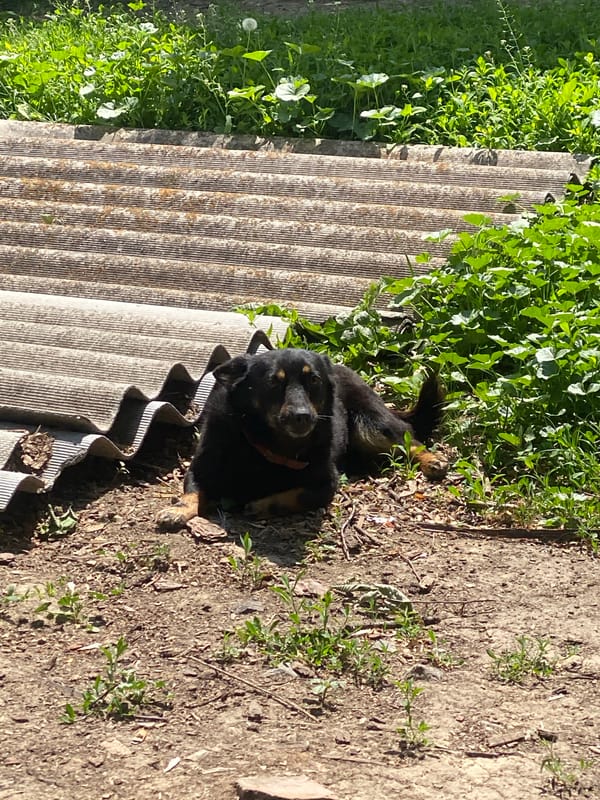Rural life documented in Ukrainian village during spring morning