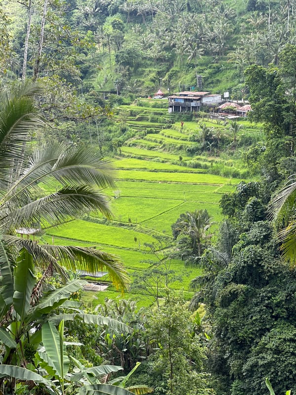 Motorcycle down in rice paddy area, Rendang Indonesia