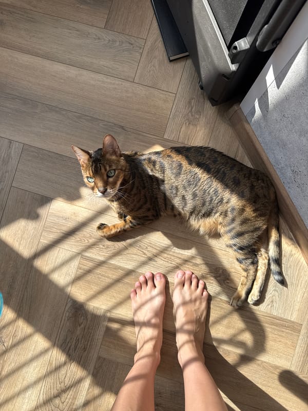 Bengal cat enjoys leisurely morning on wooden floor indoors
