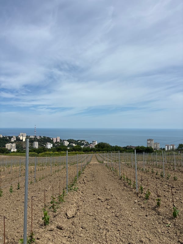 Spring vineyard work documented in Partenit, Ukraine