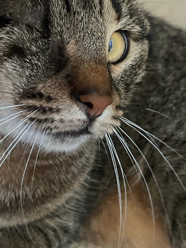 Tabby cat's morning routine documented in domestic setting