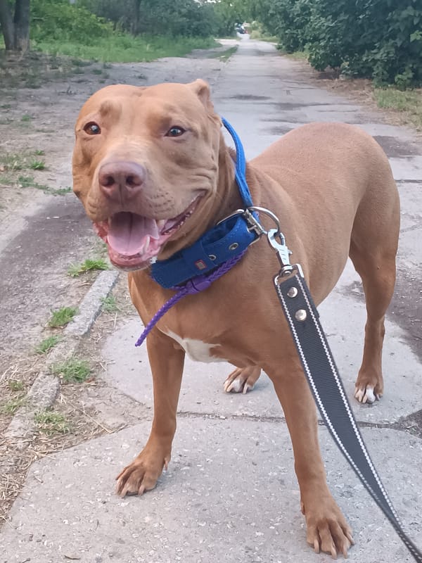 Pit bull on a leash, cloudy skies over Zaporizhzhia