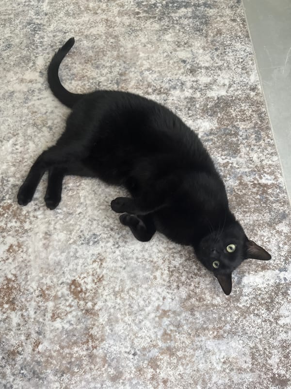 Cat and small object observed in Davie home