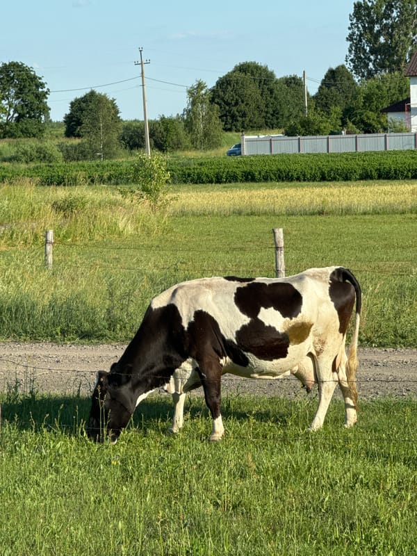 Lazy summer afternoon in a rural Ukrainian village