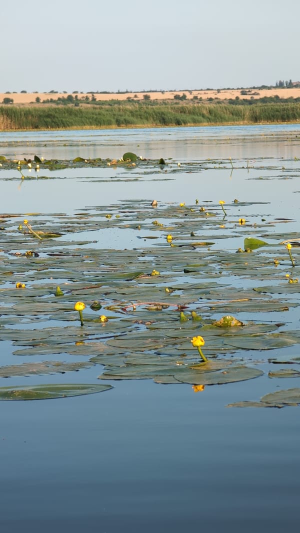 Quiet morning on a lily pad-covered lake in Sebyne, Ukraine