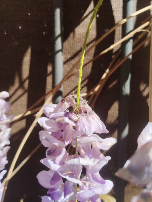 Spring morning nature walk documented in Rubí, Spain