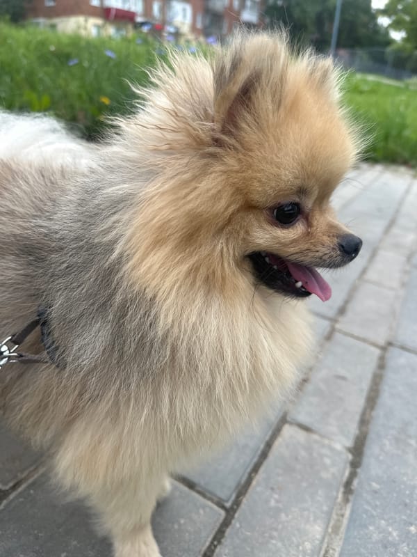 Pomeranian on a lakeside walk in Votkinsk, Russia