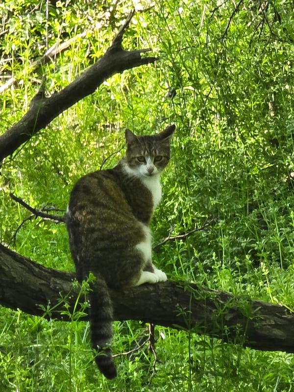 Tabby cat spotted resting in tree branch in forest