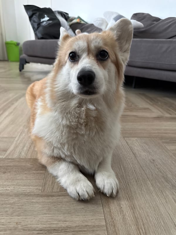 Morning pet and home moments documented in Krasnoyarsk apartment