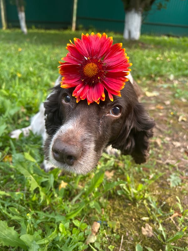 Lazy summer afternoon in a Russian garden with flowers and pets