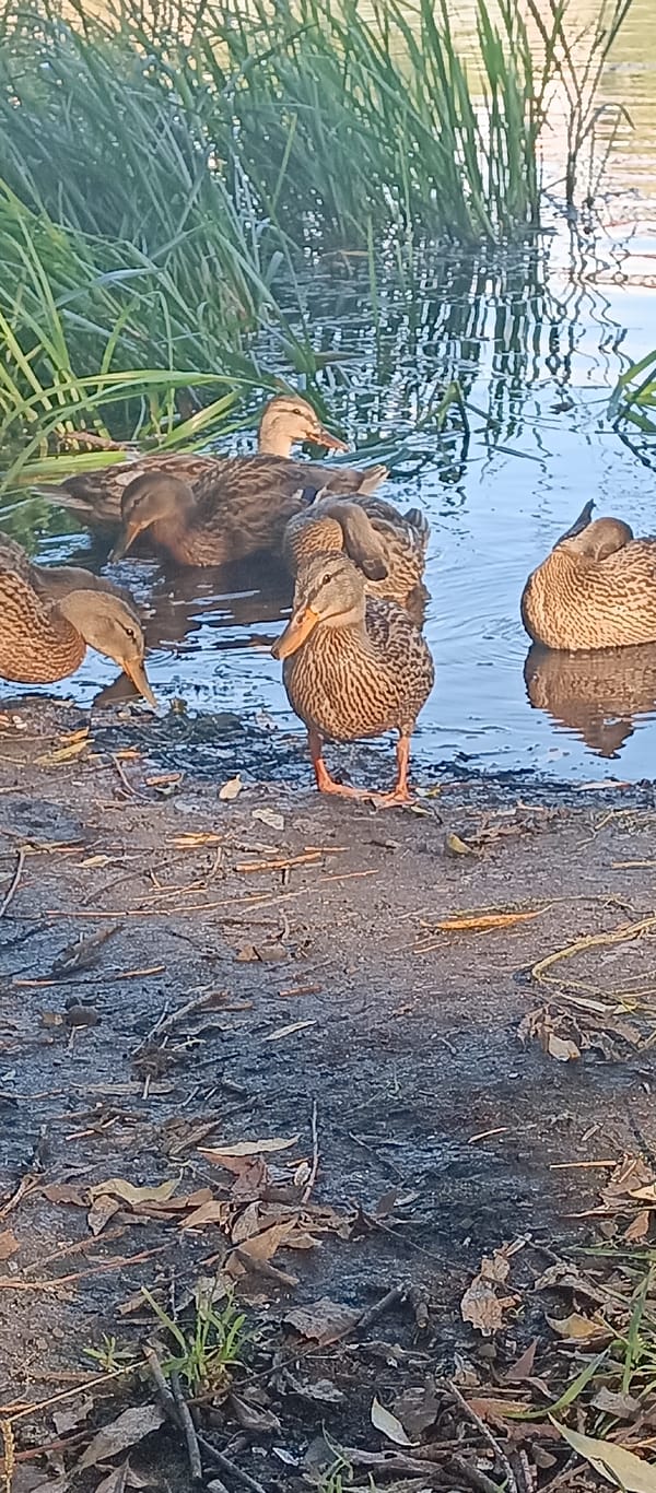 Ducks at the edge of a lake in Petrovo-Dalneye