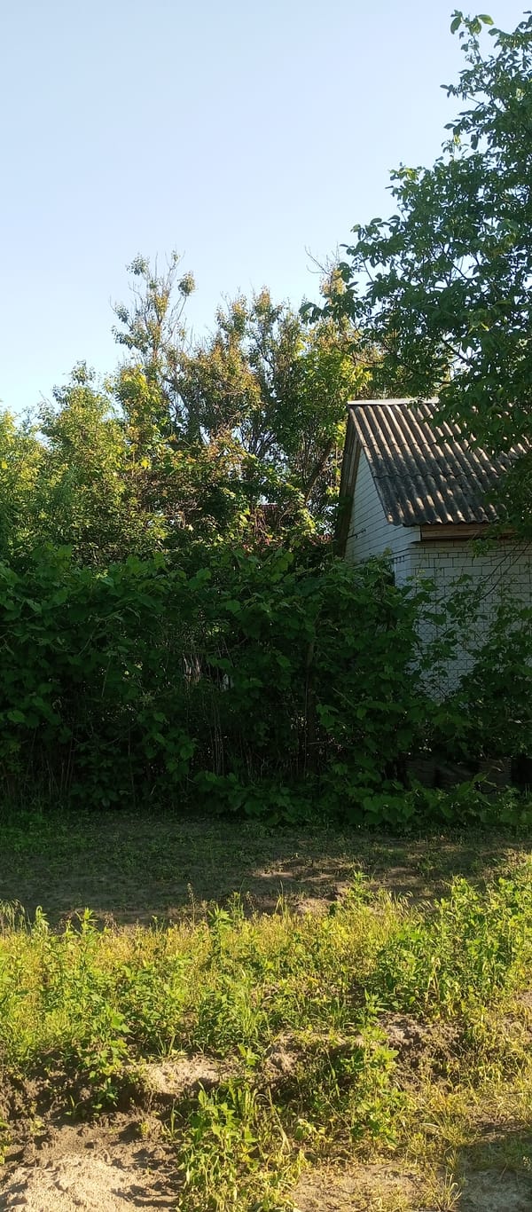 Witness documents overgrown yard with wandering cat, abandoned furniture