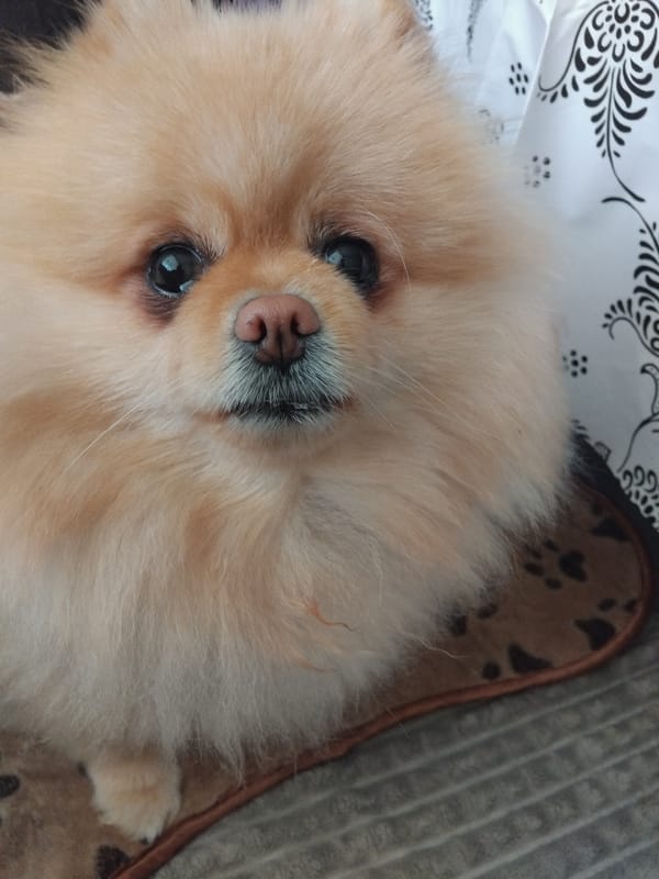 Pomeranian dog photographed resting indoors in Apriltsi, Bulgaria