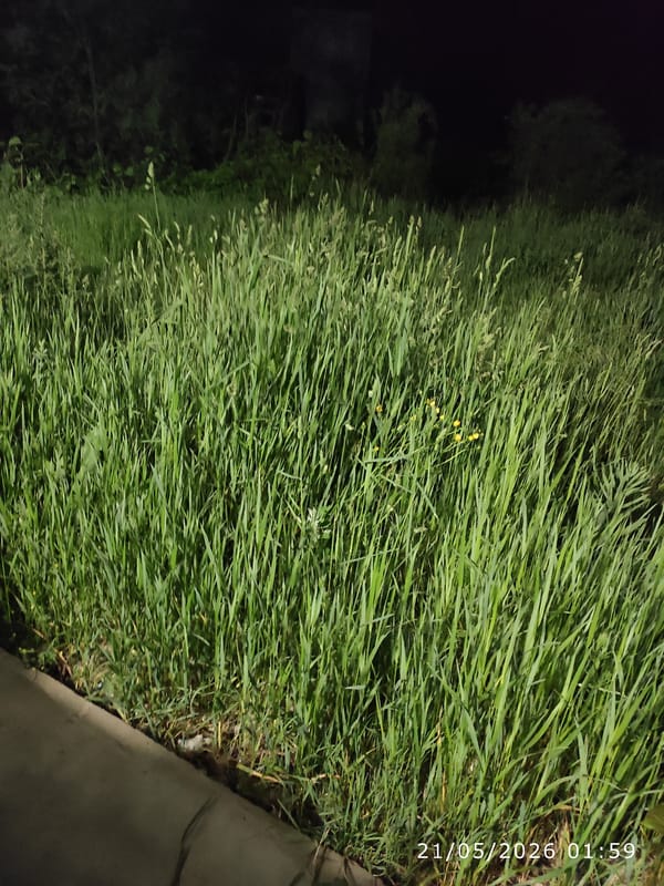 Overgrown grass observed beside sidewalk in Smolyan at night