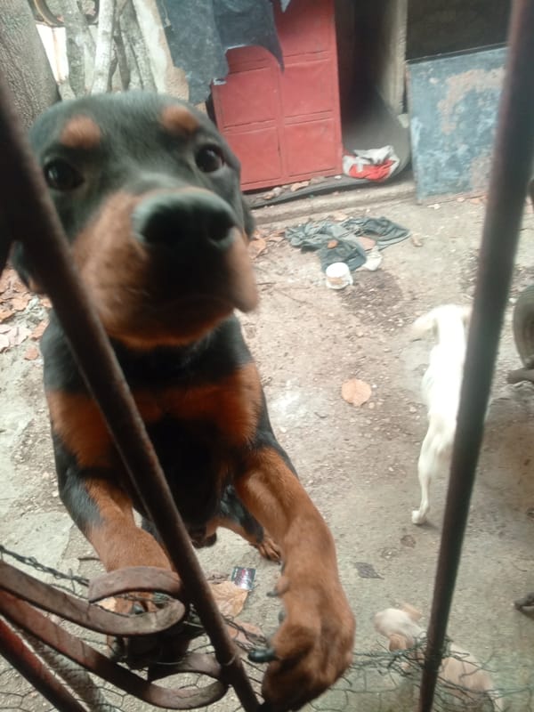 Rottweiler spotted in fenced yard in Tinaquillo, Venezuela