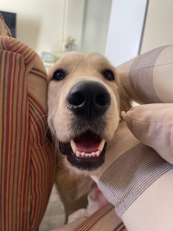 Golden retriever enjoys quiet afternoon at Paiporta home