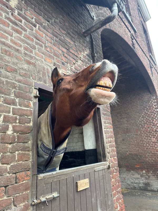 Horses observed at Belgian equestrian facility during afternoon activities
