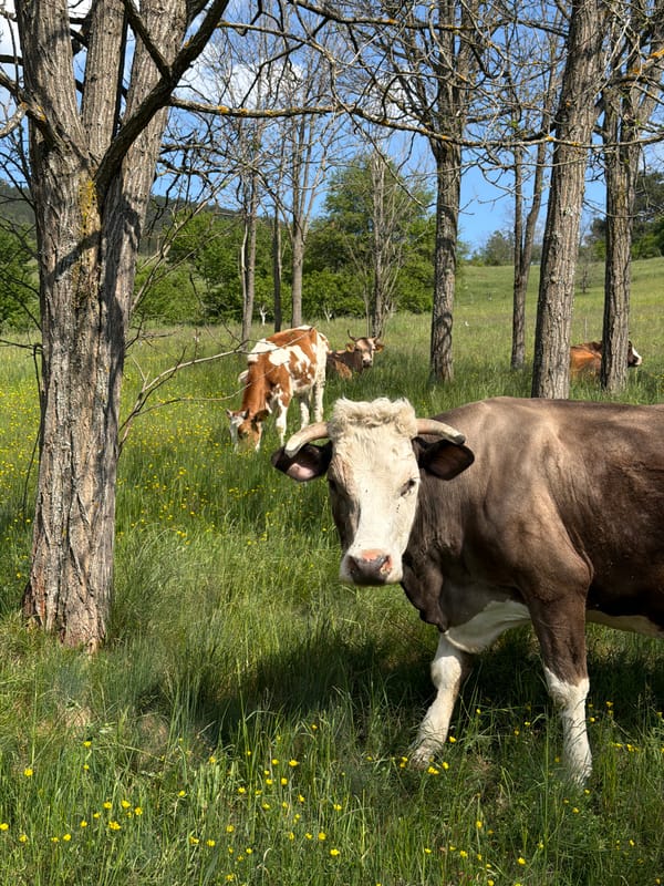 Livestock graze peacefully in Montenegro countryside meadows