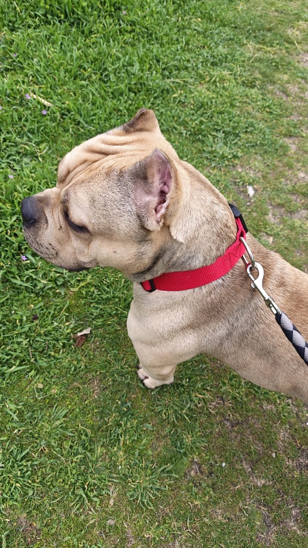 Dog with red collar spotted on grass in Plovdiv