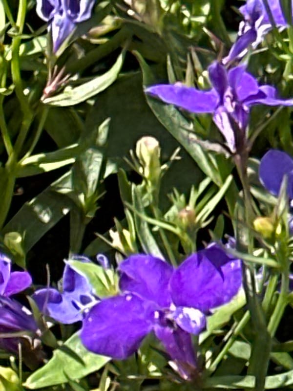 Close-up garden survey in Podolsk on a summer afternoon