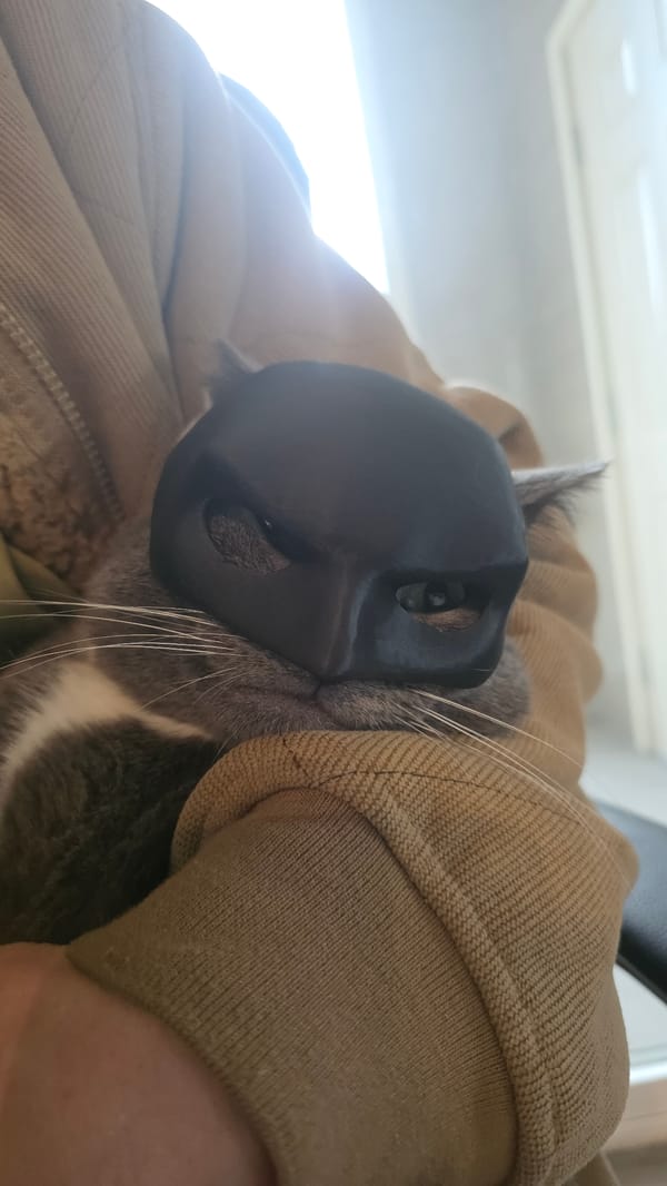 Batman cat and late-night steaks in Fife