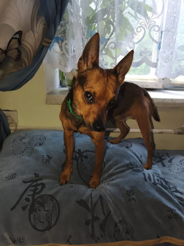 Brown dog with green collar spotted by Moscow window