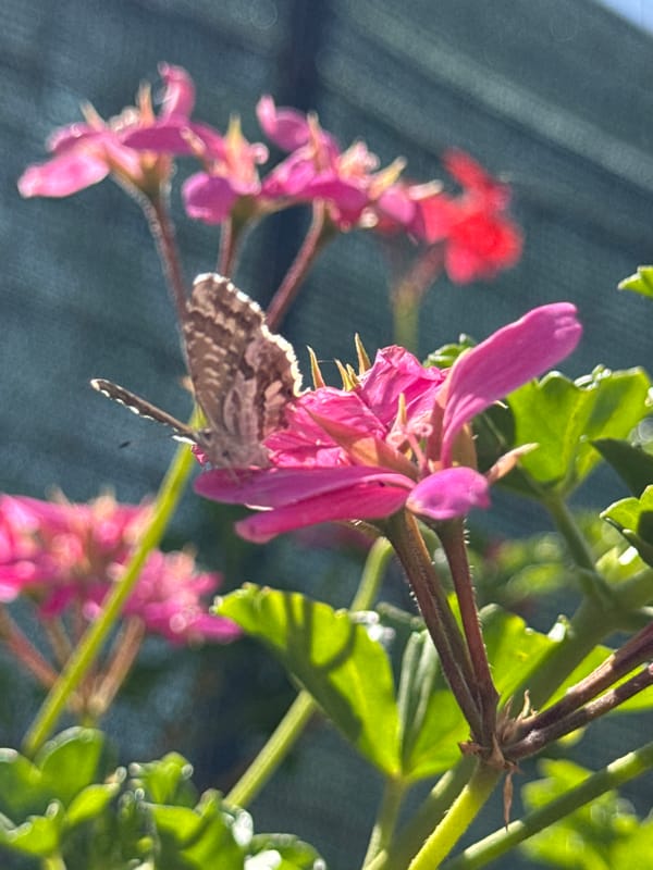 Man performs spring cleaning, yard work in sunny Aprilia