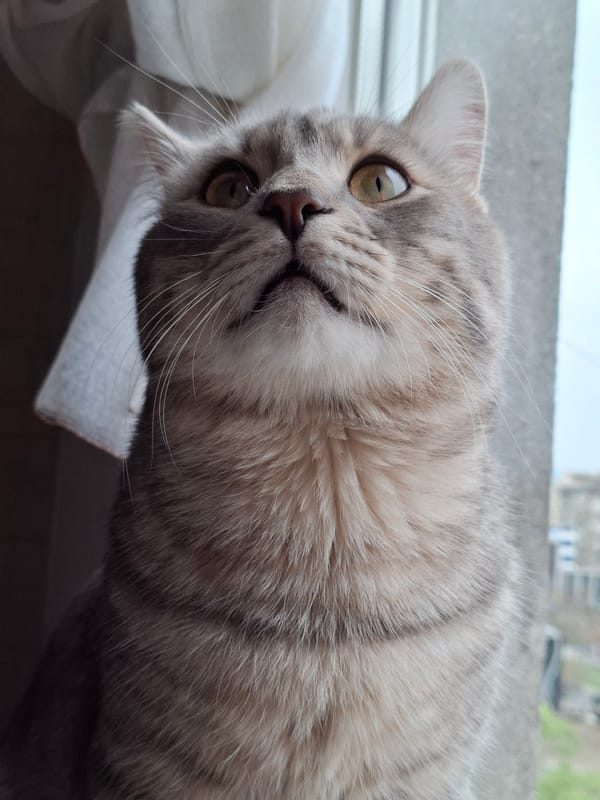 Cat spends morning on windowsill in Novi Sad