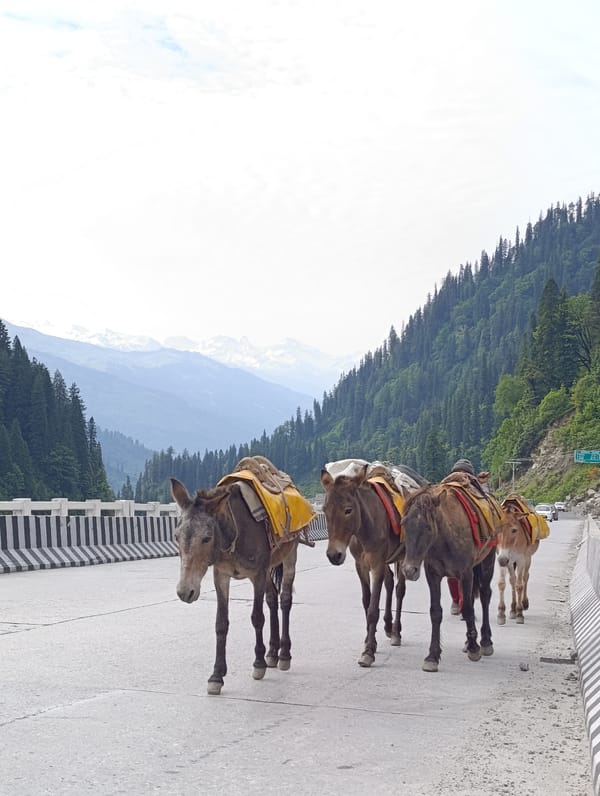 Pack mules and road crews on a Himalayan mountain route