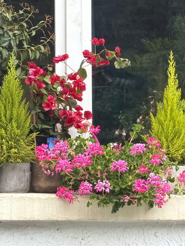 Colorful window box garden spotted in Sofia, Bulgaria