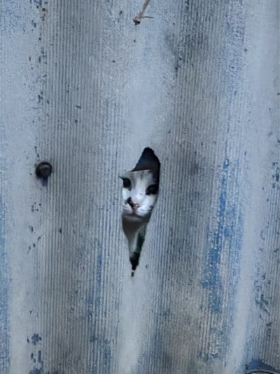 Cats spotted around damaged barriers and windowsills in Kharkiv