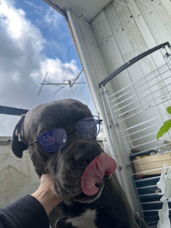 Dog in Blue Sunglasses Photographed on Varna Balcony