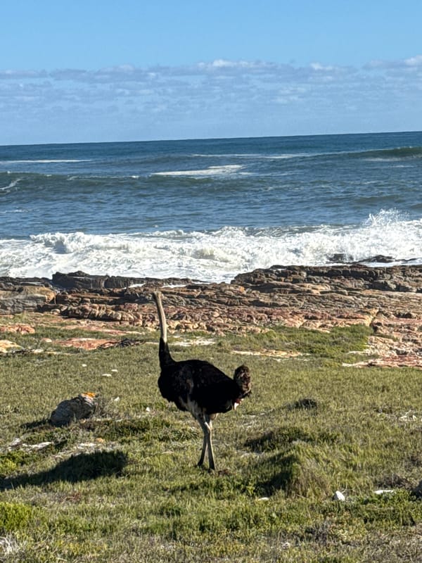 Ostrich spotted on Cape Town coastline during sunny afternoon