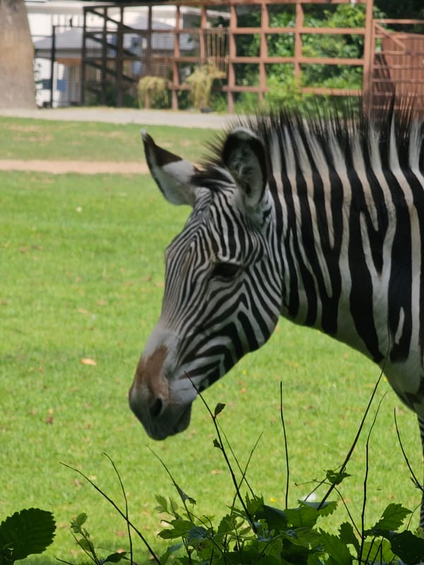 Zebras and giraffes going about their day at Moscow Zoo