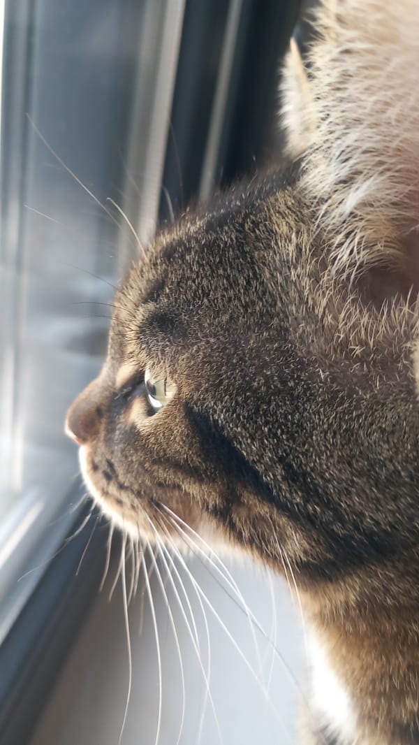 Tabby cat eats, drinks, and watches the window in Greece