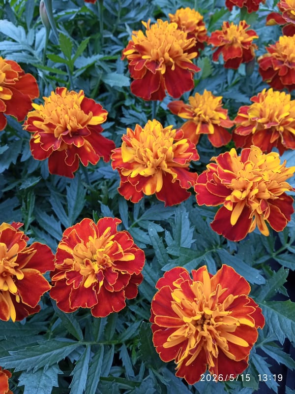 Spring flowers bloom in Krasnoyarsk garden morning display