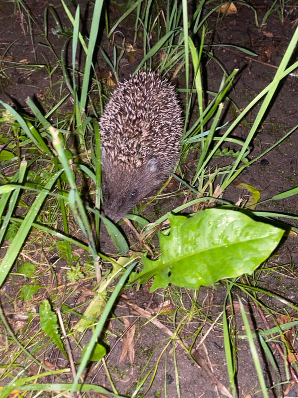 Hedgehog spotted in wet grass in Pushkin, Russia